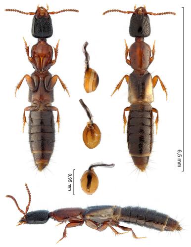 Phacophallus pallidipennis
